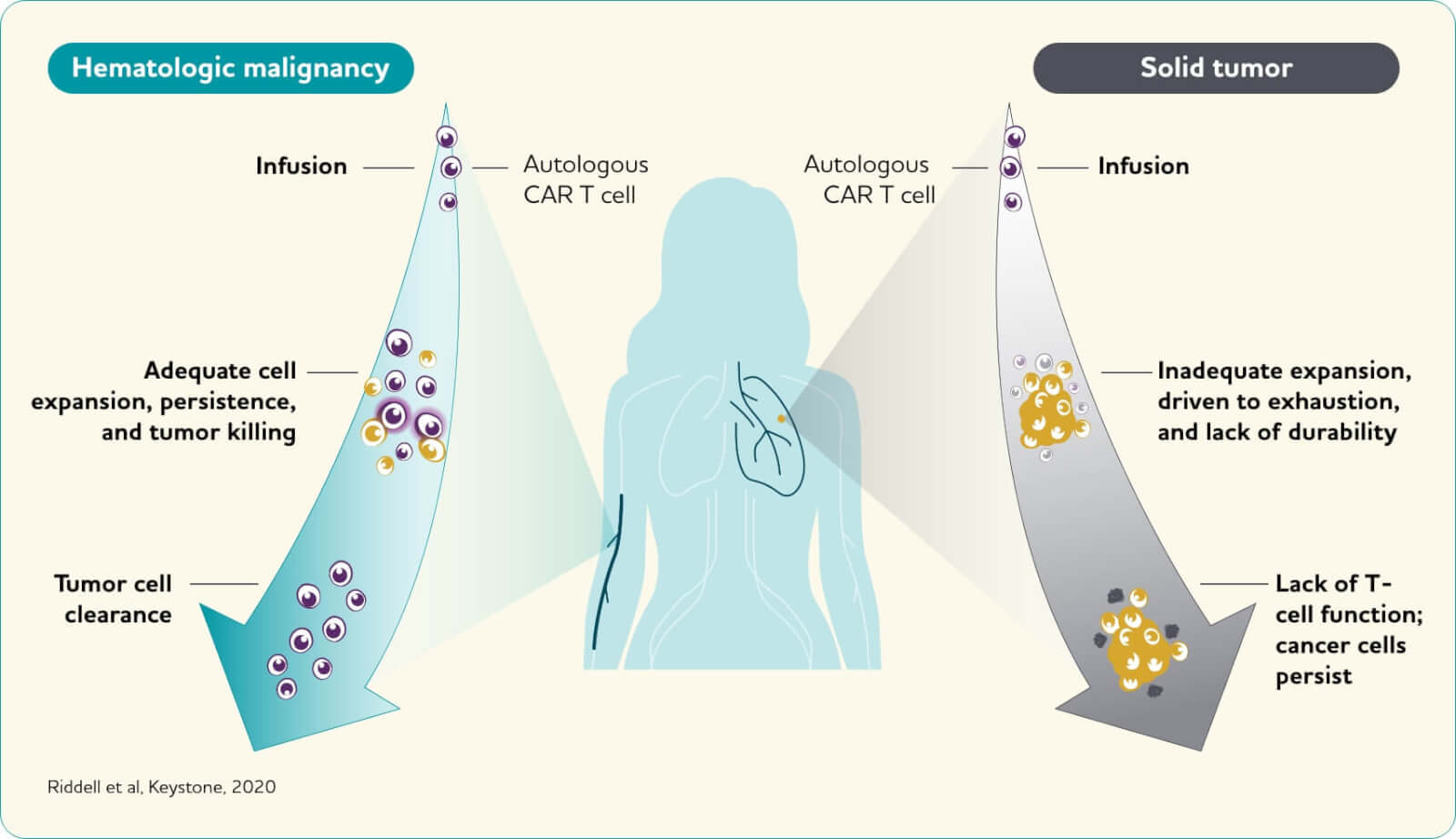 T-cell exhaustion demonstration