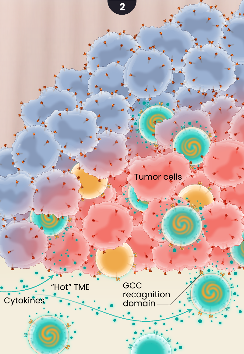Illustration of the proposed the mechanism of action of LYL273 CAR T cells against colorectal cancer. Activated guanylyl cyclase-C (GCC)/CD19 doublet and GCC CAR T cells infiltrate the tumor where they bind to overexpressed GCC receptors on the tumor cells. The CAR T cells continue releasing cytokines to turn the immunologically cold tumor “hot.”