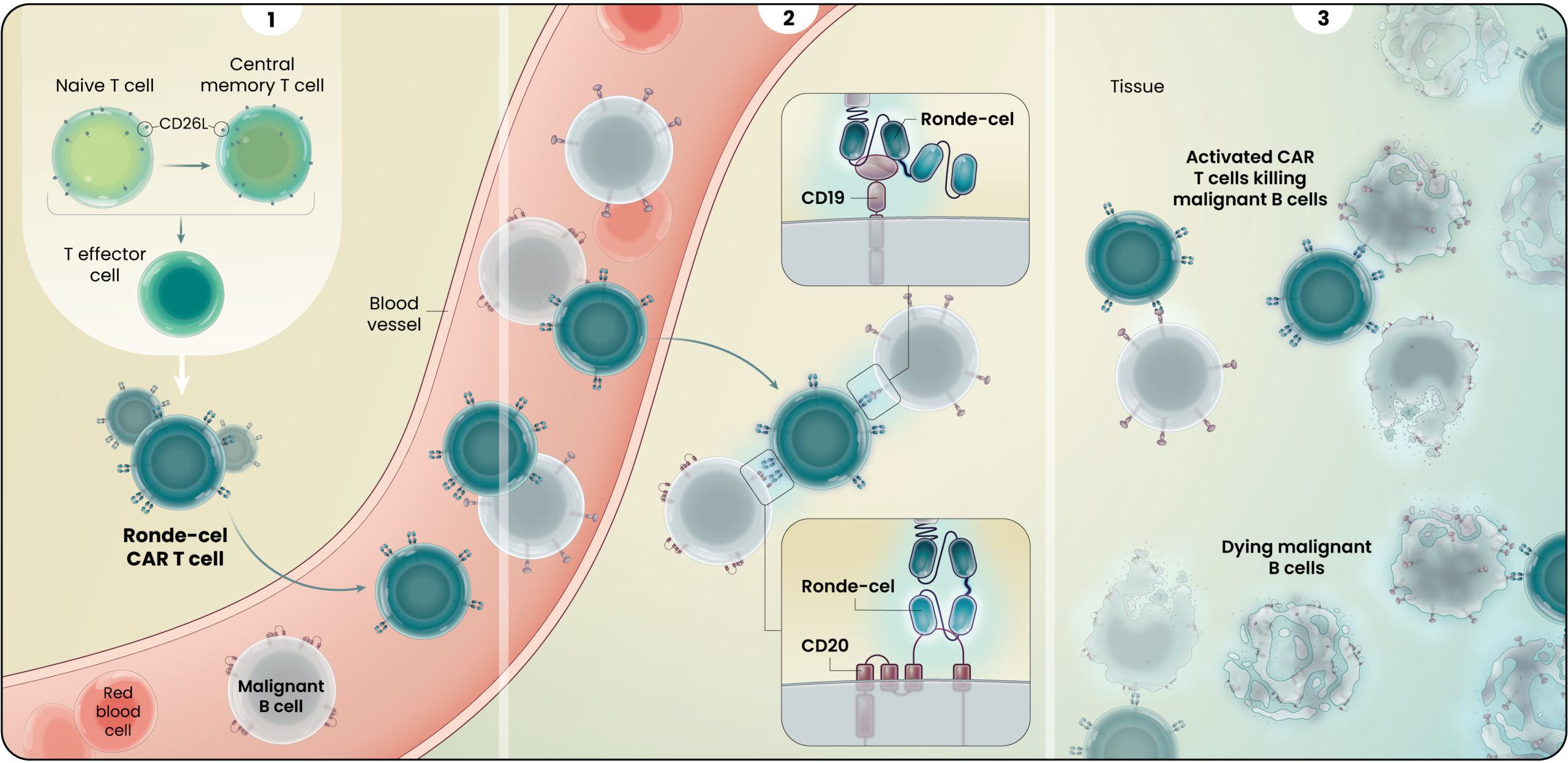 3-panel illustration of the proposed mechanism of action of Ronde-cel CAR T cells against hematologic malignancies. Panel 1 contains an inset showing that Ronde-cel CAR T cells are generated from CD62L-positive less differentiated T cells. The cells are then introduced into a blood vessel to show their travel along with malignant B cells. Panel 2 shows CAR T cells and malignant B cells arriving into tissue. There, the CAR T cells are able to bind both CD20 and CD19-positive malignant B cells. Zoomed in insets provide closeup views of the Ronde-cel CAR construct binding to the CD20 and CD19 receptors using its respective binding sites. Panel 3 shows the dual-targeting CAR T cells killing the malignant B cells.