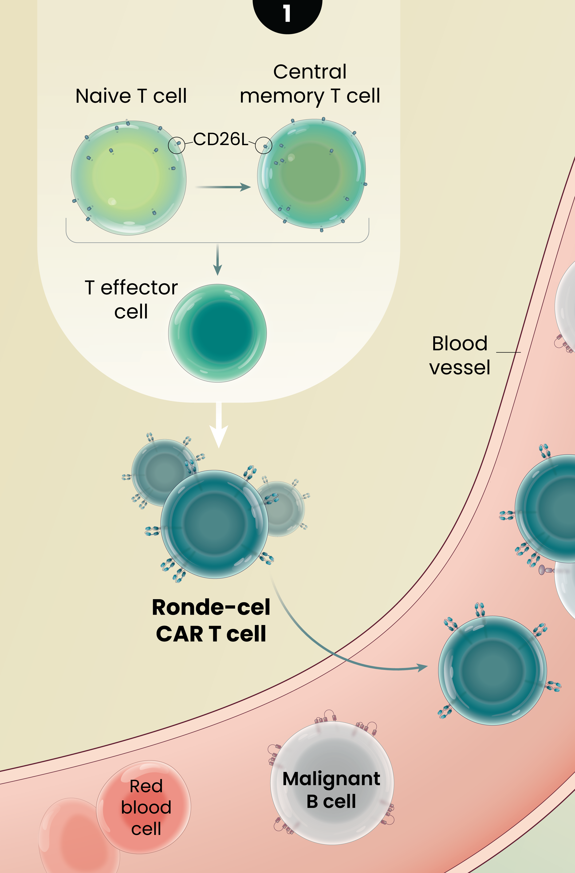 Illustration of the proposed mechanism of action of Ronde-cel CAR T cells against hematologic malignancies. An inset shows that CAR T cells are generated from CD62L-positive less differentiated T cells. The resulting CAR T cells are introduced into a blood vessel to show their travel along with malignant B.