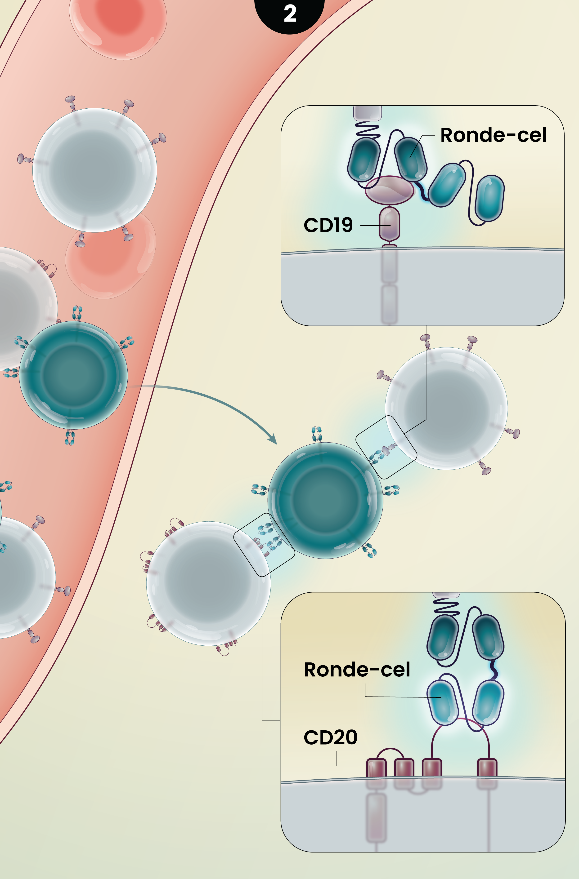 Illustration of the proposed mechanism of action of Ronde-cel CAR T cells against hematologic malignancies. CAR T cells and malignant B cells arrive into tissue. There, the CAR T cells are able to bind both CD20 and CD19-positive malignant B cells. Zoomed in insets provide closeup views of the CAR construct binding to the CD20 and CD19 receptors using its respective binding sites.
