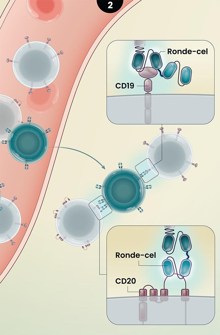 LYL273’s Proposed Mechanism of Action - panel 2