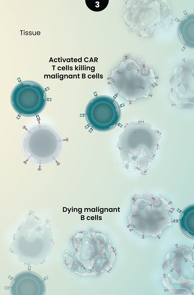LYL273’s Proposed Mechanism of Action - panel 3
